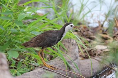 白色襟Waterhen