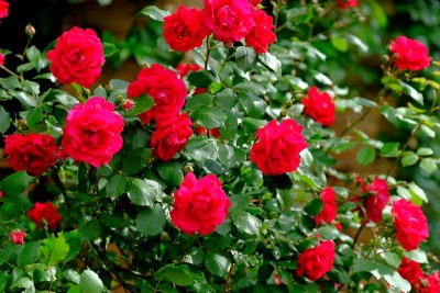 城市公园里的玫瑰花蕾。