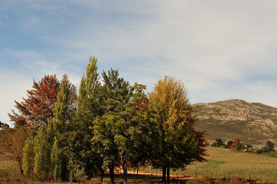 在南非Langkloof，色彩斑斓的秋树映衬着浅蓝色的天空和云朵