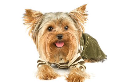 约克郡犬