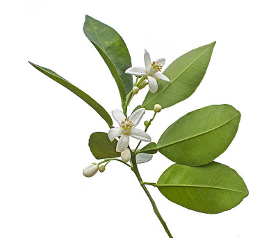 柑橘花