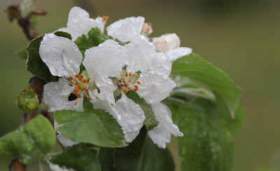 苹果树雨后开花。