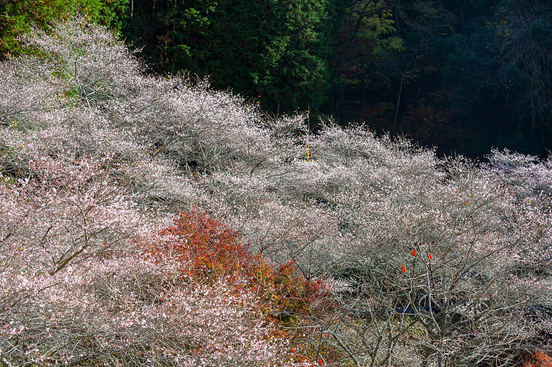 日本名古屋，原丰田