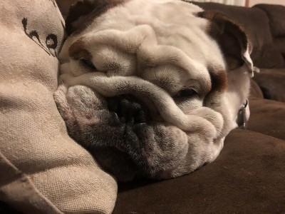 累了斗牛犬