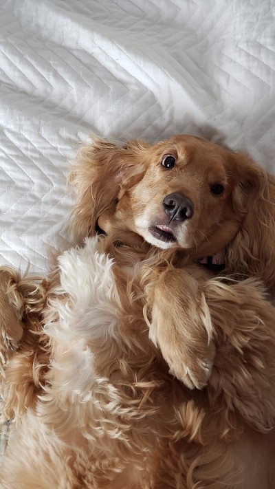 可卡犬