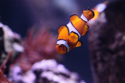 小丑鱼,Amphiprioninae