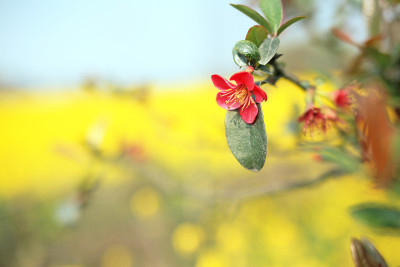 春天油菜花