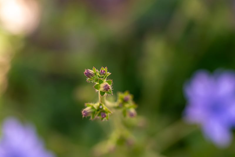 在草地上的菊苣花，近看