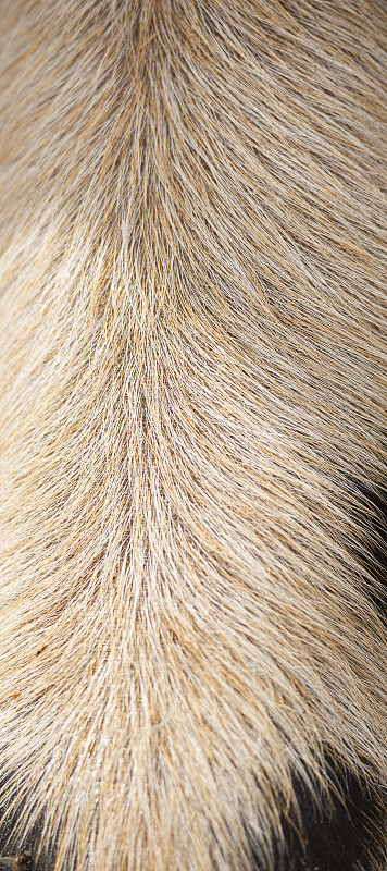 仔猪毛发的特写