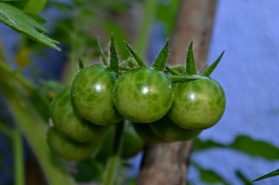 绿色番茄