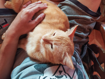 坐在主人腿上的橙色猫的肖像