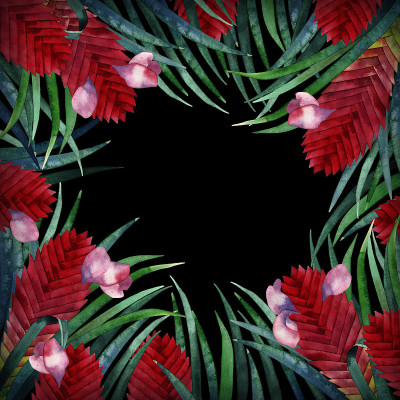 水彩tillandsia cyanea卡