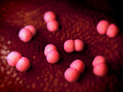 Neisseria meningitidis, artwork
