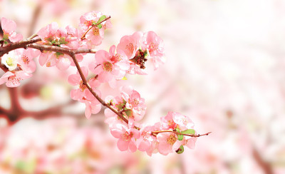 横春旗与日本榅桲花