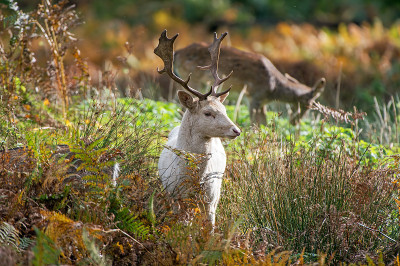 鹿Fallow Dama