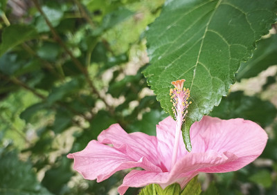 木槿花的雌雄雄蕊