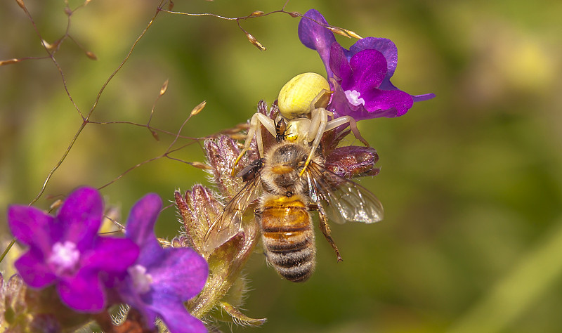 黄花蟹蛛“Misumena vatia”