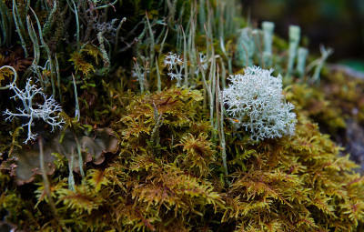 苔原封面