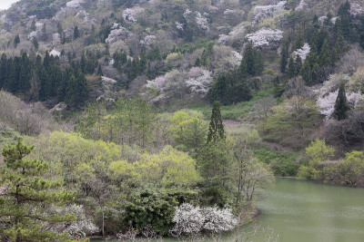 seryangje,樱花