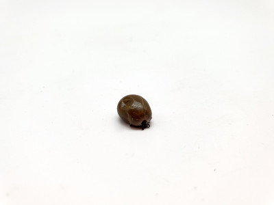 硬蜱分离于白色背景上
