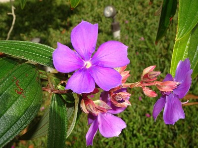 院子里开着热带紫色的花