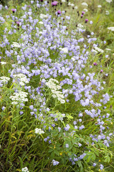 苏格兰草原鲜花