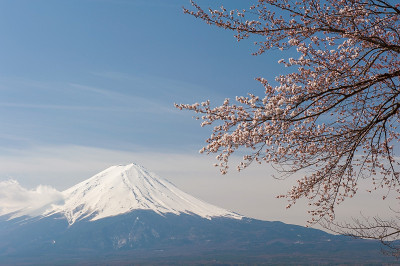 富士山的樱花