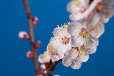 杏树开花的树枝