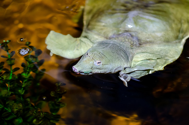 中国软甲鱼(Pelodiscus sinensis)