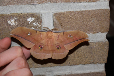 antheraea pernyi silkmoth