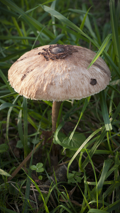 草地上有遮阳伞