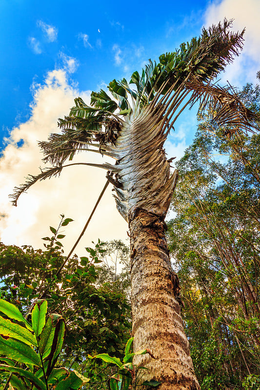 Ravenala madagascariensis