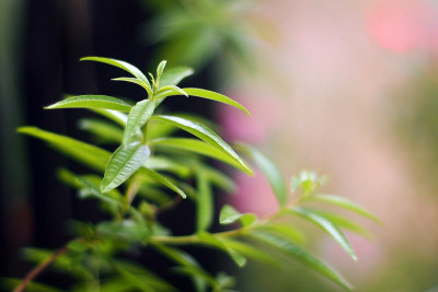 柠檬马鞭草