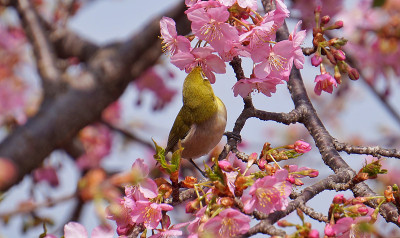 樱花