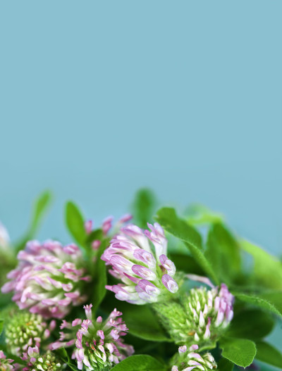 红三叶草花