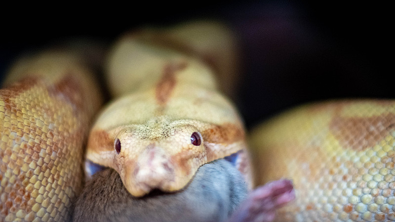 Boa constrictor eats