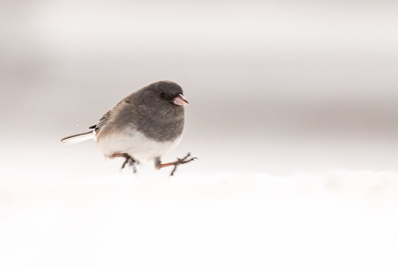 雪中黑眼睛的Junco