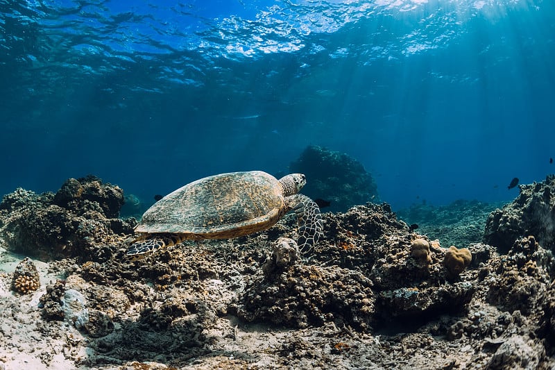 海龟漂浮在海底的珊瑚上。