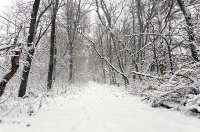 降雪后