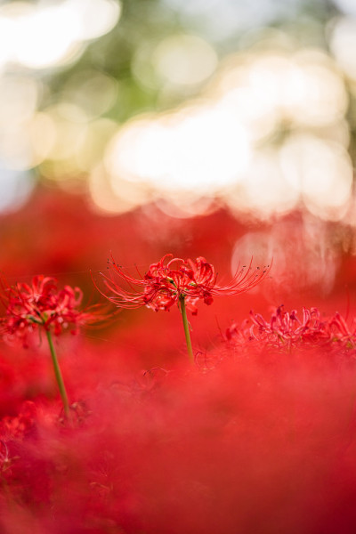 蜘蛛百合的花