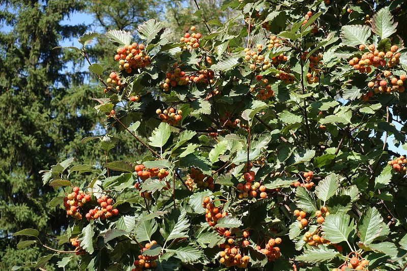 九月中旬花楸的叶和未成熟果实