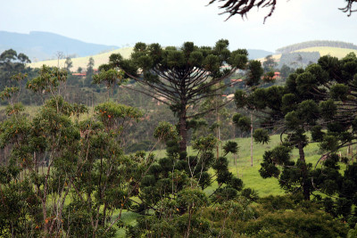 ARAUCARIA