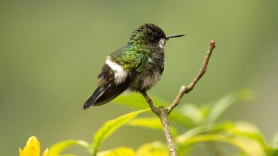 绿色thorntail
