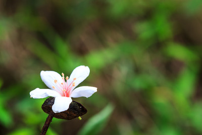 桐花落