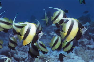 鱼类和海洋生物