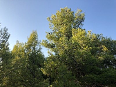 在克罗地亚的达尔马提亚，在里耶卡和杜布罗夫尼克之间的一个岛屿上，酒店度假住宅集装箱移动家园废墟