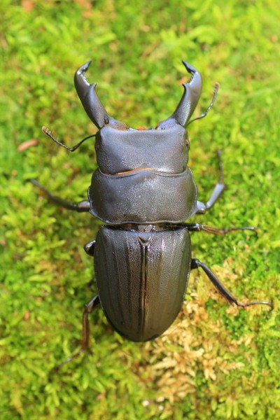 命运之日beetle
