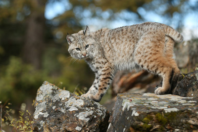山猫
