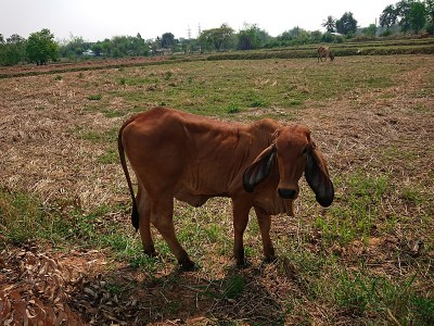肉牛在牧场农村农场