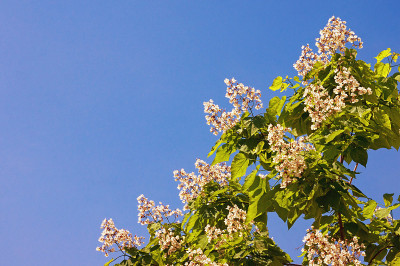 晴空万里的春日，一棵梓树的树枝